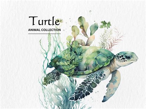 Aquarelle Tortue De Mer Clipart Bundle Aquarelle Tortues De Mer Format