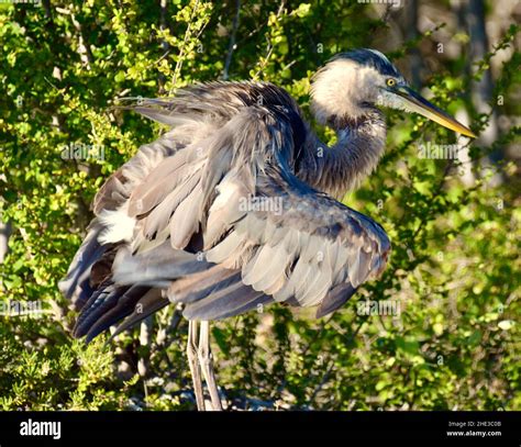 Great Blue Heron Ardea Herodias Ruffling Its Feathers In The