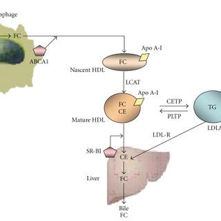 An overview of reverse cholesterol transport. HDL promotes the process ...