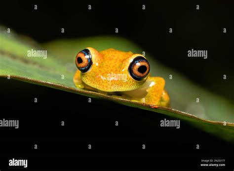 Rana Verde De Ojos Brillantes Boophis Viridis Especie De Rana