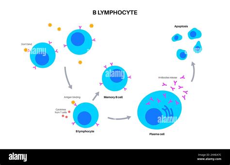 B Cell Activation Illustration Stock Photo Alamy