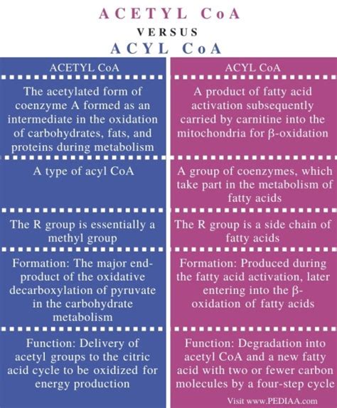 What is the Difference Between Acetyl CoA and Acyl CoA - Pediaa.Com