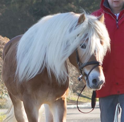 Stolz Haflinger Hengst Fuchs Pferd Austria