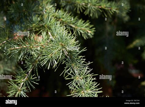 Cedrus Deodara Nadelbaum Fotos Und Bildmaterial In Hoher Aufl Sung