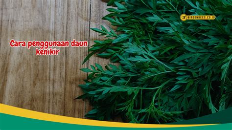 Ketahui Manfaat Daun Kenikir Ampuh Turunkan Demam Hingga Atasi