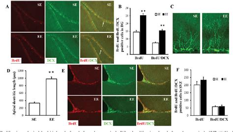 Figure From Increased Protein Expression Levels Of Pcreb Bdnf And