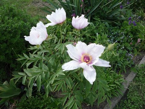 Piwonia Drzewiasta Paeonia Suffruticosa Andrews