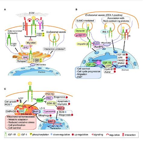 Igf 1r Trafficking Routes And Signaling To The Mitochondria And From