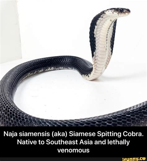 Naja Siamensis Aka Siamese Spitting Cobra Native To Southeast Asia