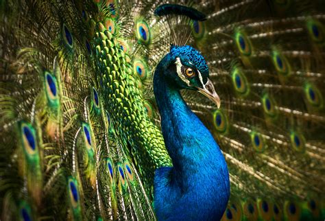 Peacock Beauty Bird Portrait Photograph By Carolyn Smith Fine Art America