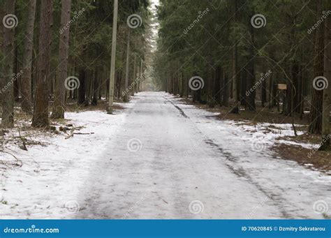 Walking Paths in the Pine Forest Stock Image - Image of year, distance ...