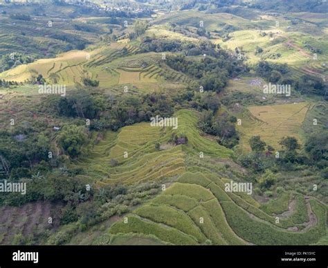 Aerial View Looking Down The Hill Of Rice Fields At The Golo Cador Rice