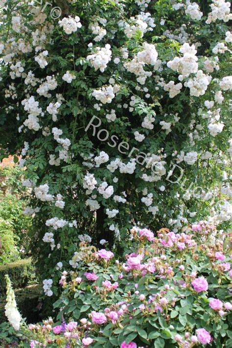 Roses DUCHER Climbing Rose Aimee Vibert