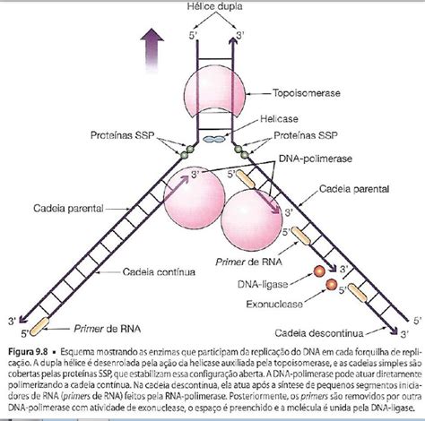 Esquema mostrando as enzimas que participam da replicação do DNA em