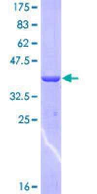 Hephaestin Research Products: Novus Biologicals