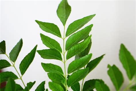 How To Grow And Care For Curry Trees