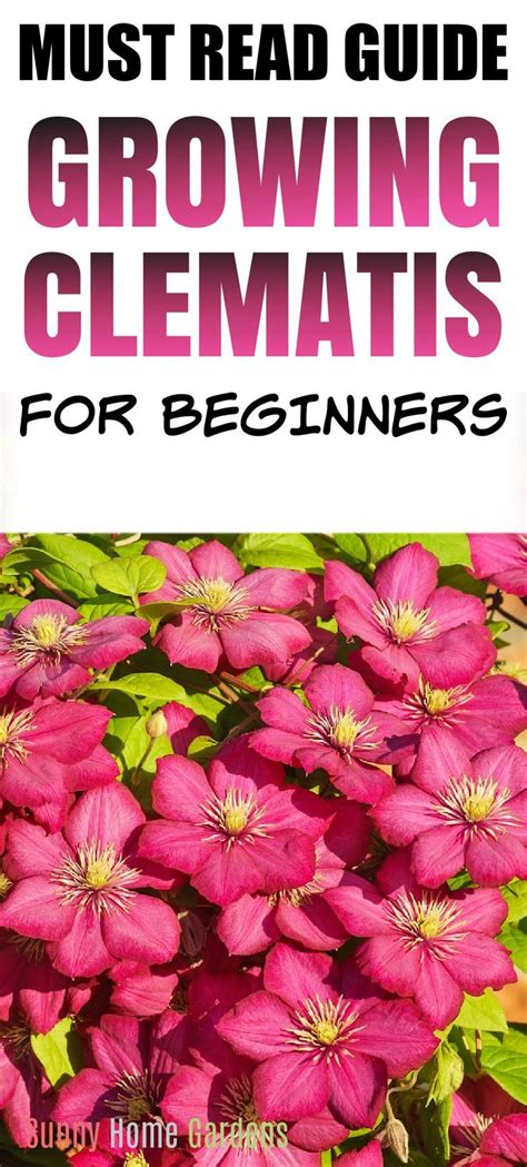 How To Grow And Care For Clematis Artofit