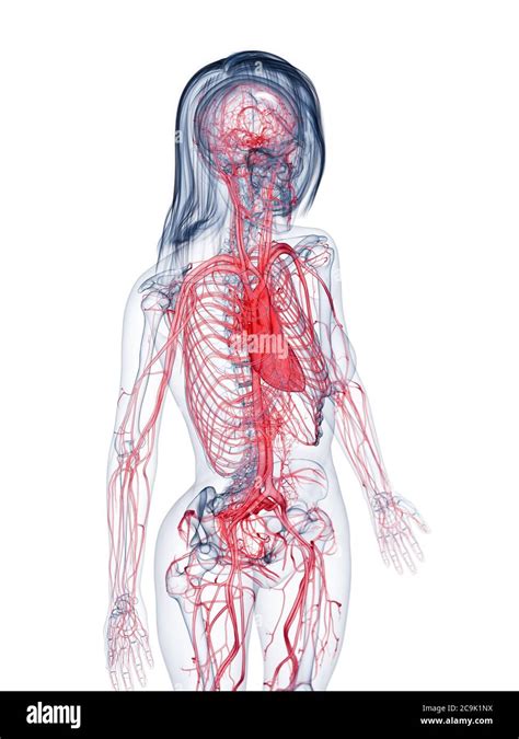 Healthy Female Vascular System Illustration Stock Photo Alamy