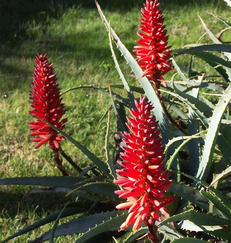 My Blooming Garden Aloe Vera Flowers