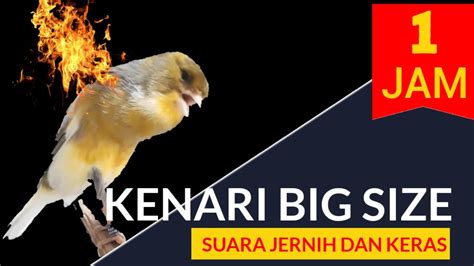 KENARI SERI BIG GACORNYA GA KETULUNGAN Masteran Kenari Durasi