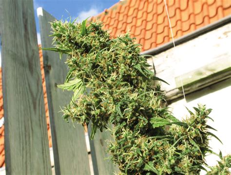 Wie Man Cannabispflanzen Erntet Sensi Seeds