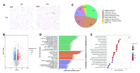 Histology And Proteomics Of Fat In Eif3a Knockout And Control Mice A