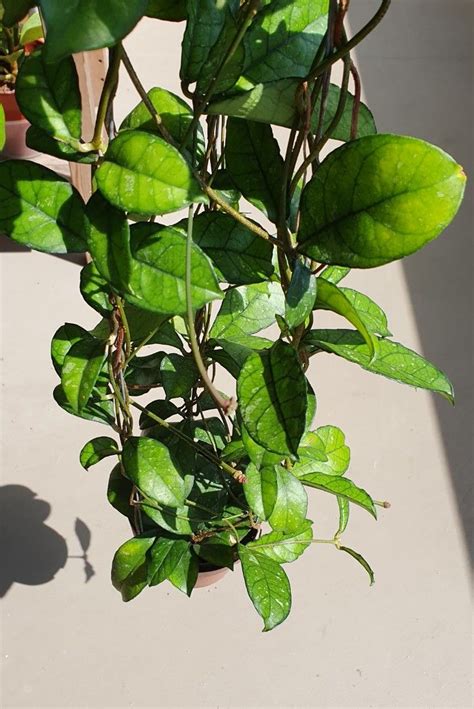 Hoya Crassipetiolata Matured Plant Furniture Home Living