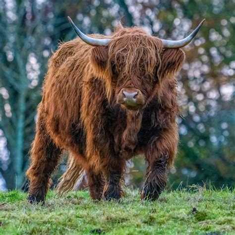 Close Up Shot Of A Brown Highland Cattle On Green Grass · Free Stock Photo