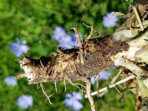 chicory_root - TradersCreek.com