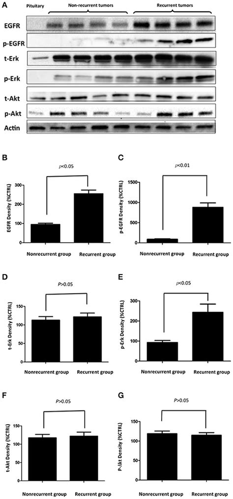 Frontiers Expression Of Egfr In Pituitary Corticotroph Adenomas And