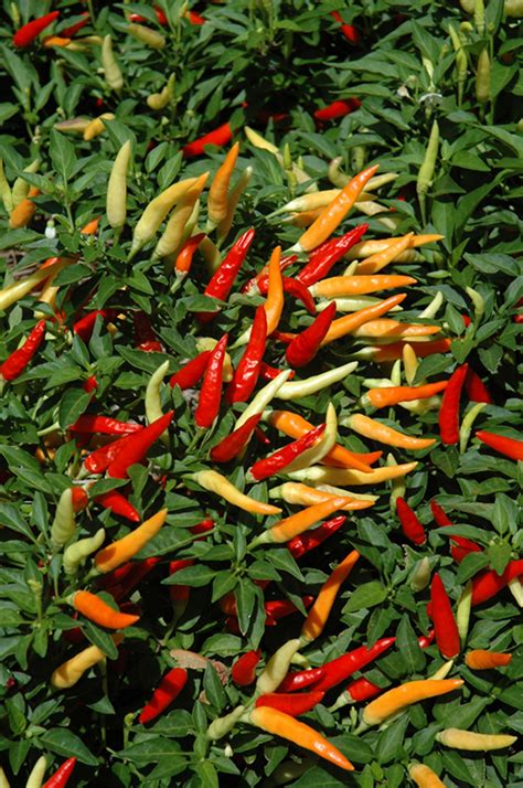 Basket Of Fire Ornamental Pepper Capsicum Annuum Basket Of Fire In