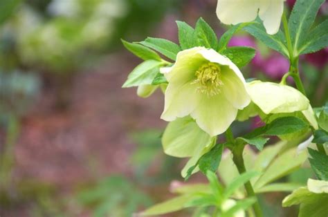 Christrose Pflegen Gie En D Ngen Schneiden Und Mehr