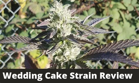 Wedding Cake Strain Review And Grow Info Greenbudguru