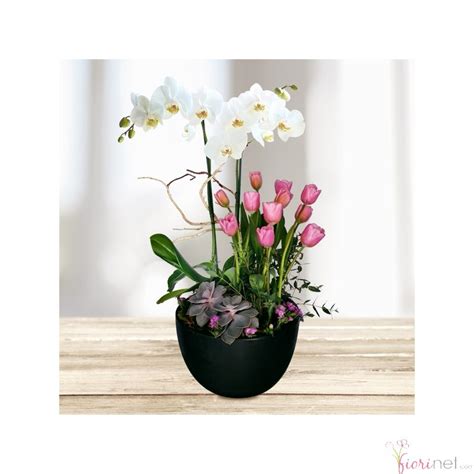 Top 200 Orquideas Y Tulipanes Abzlocal Mx