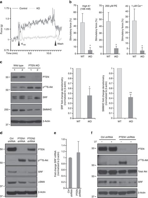 Pten Dependent Vessel Contractility And Serum Response Factor Srf Download Scientific Diagram