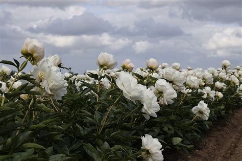 Vroege Vogels Foto Planten Pioenrozen In Drenthe 1