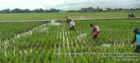 Uptd Bptph Dinas Tphp Lakukan Gerakan Pengendalian Organisme Pengganggu