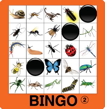 Insect Bingo Esl Ell Newcomer Game Made By Teachers