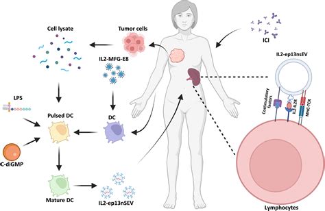 Bioengineering Active Immunotherapy For Personalized Cancer Treatment