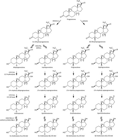 A Simplified Scheme Of 5αβ Reduced C19 Steroid Biosynthesis In Human