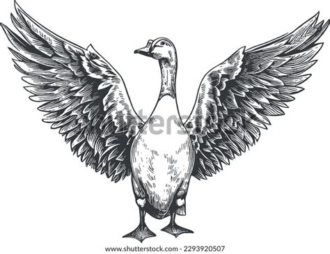 Goose Front View Spread Wings Vector Stock Vector Royalty Free