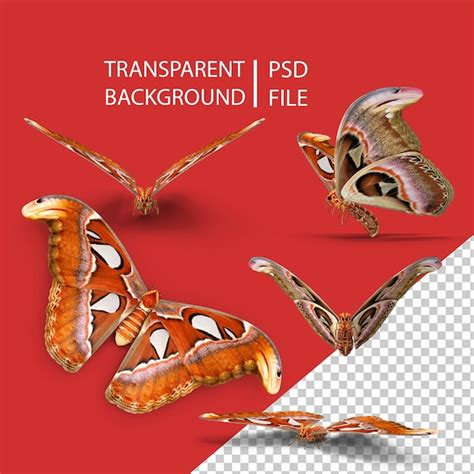 Premium Psd Atlas Moth Png