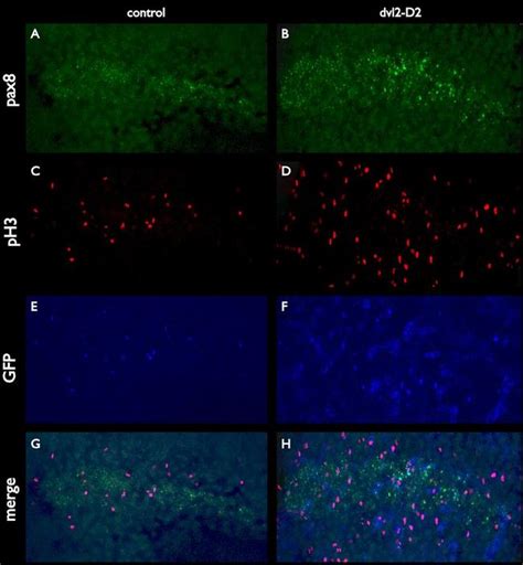 GFP Antibody Alexa Fluor 647 A 31852