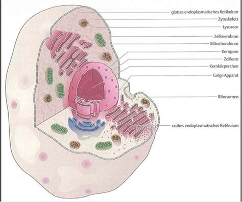 Lernziele Tag Chemie Biochemie Zytologie Histologie Flashcards