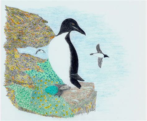 thick billed murre  delta discovery