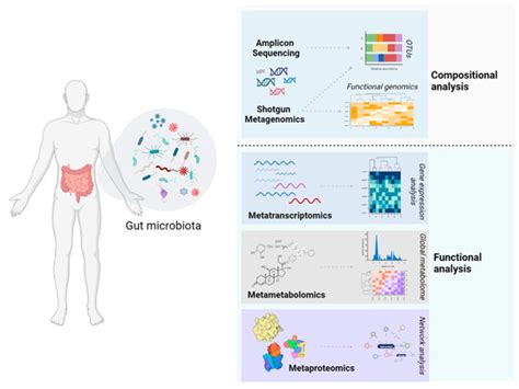 Cancers Free Full Text The Role Of The Gut Microbiome In Cancer Immunotherapy Current