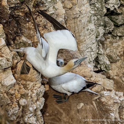 Northern Gannets Bempton North Yorkshire Bob Hurrell Wildlife