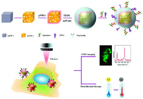 Schematic Preparation Of Fluorescent Aptasensor System For Cu 2 Download Scientific Diagram