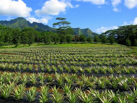 Pineapple Plantation Moorea Elbowandfoot Flickr