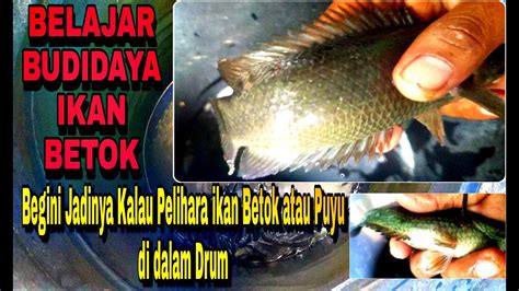 Belajar Budidaya Ikan Betok Puyu Ternyata Begini Hasilnya Kalau